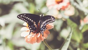 Preview wallpaper insect, butterfly, wings, flower, macro