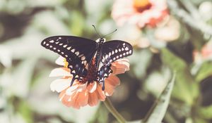 Preview wallpaper insect, butterfly, wings, flower, macro