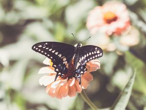 Preview wallpaper insect, butterfly, wings, flower, macro