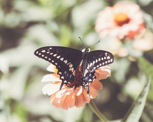 Preview wallpaper insect, butterfly, wings, flower, macro