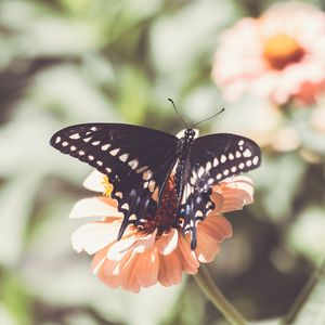 Preview wallpaper insect, butterfly, wings, flower, macro