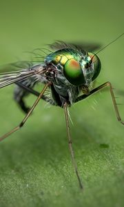 Preview wallpaper insect, close-up, eyes