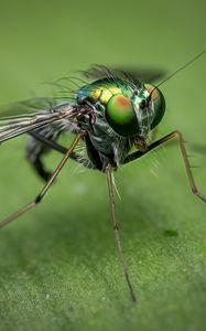 Preview wallpaper insect, close-up, eyes