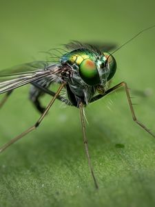 Preview wallpaper insect, close-up, eyes