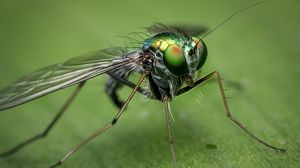 Preview wallpaper insect, close-up, eyes