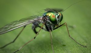 Preview wallpaper insect, close-up, eyes