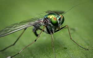 Preview wallpaper insect, close-up, eyes