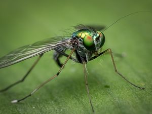 Preview wallpaper insect, close-up, eyes