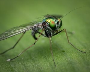 Preview wallpaper insect, close-up, eyes