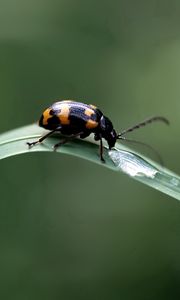 Preview wallpaper insect, crawling, leaves, grass