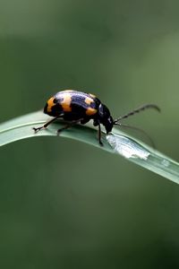 Preview wallpaper insect, crawling, leaves, grass