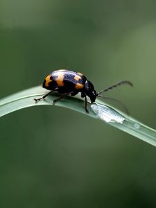 Preview wallpaper insect, crawling, leaves, grass