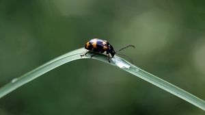 Preview wallpaper insect, crawling, leaves, grass