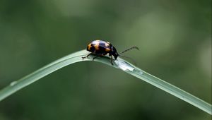 Preview wallpaper insect, crawling, leaves, grass