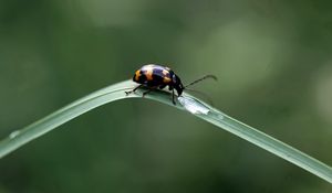 Preview wallpaper insect, crawling, leaves, grass