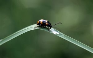 Preview wallpaper insect, crawling, leaves, grass