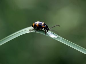 Preview wallpaper insect, crawling, leaves, grass