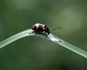 Preview wallpaper insect, crawling, leaves, grass