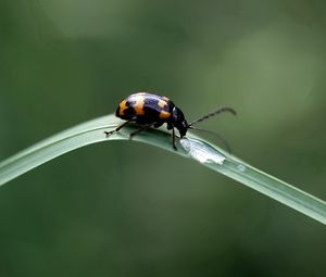 Preview wallpaper insect, crawling, leaves, grass