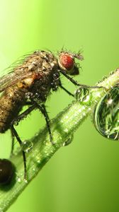 Preview wallpaper insect, drop, dew, grass, fly