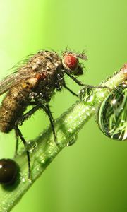 Preview wallpaper insect, drop, dew, grass, fly