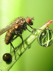 Preview wallpaper insect, drop, dew, grass, fly
