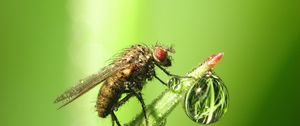 Preview wallpaper insect, drop, dew, grass, fly