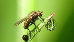 Preview wallpaper insect, drop, dew, grass, fly