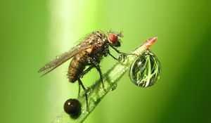 Preview wallpaper insect, drop, dew, grass, fly