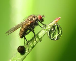 Preview wallpaper insect, drop, dew, grass, fly