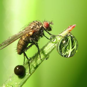 Preview wallpaper insect, drop, dew, grass, fly