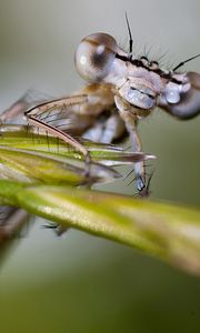 Preview wallpaper insect, drops, leaves, eyes