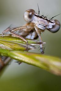 Preview wallpaper insect, drops, leaves, eyes