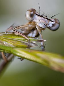 Preview wallpaper insect, drops, leaves, eyes