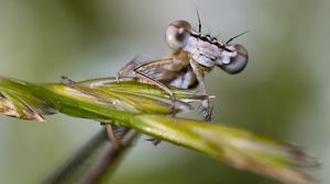 Preview wallpaper insect, drops, leaves, eyes