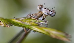 Preview wallpaper insect, drops, leaves, eyes