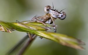 Preview wallpaper insect, drops, leaves, eyes