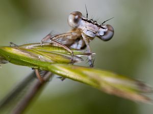 Preview wallpaper insect, drops, leaves, eyes