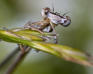 Preview wallpaper insect, drops, leaves, eyes