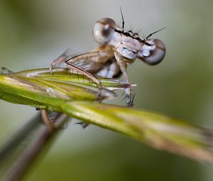 Preview wallpaper insect, drops, leaves, eyes