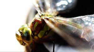 Preview wallpaper insect, eyes, bright