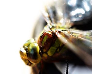 Preview wallpaper insect, eyes, bright