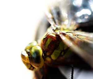 Preview wallpaper insect, eyes, bright