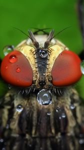 Preview wallpaper insect, eyes, close-up, drops