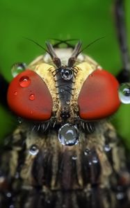 Preview wallpaper insect, eyes, close-up, drops