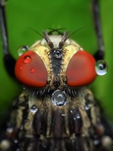 Preview wallpaper insect, eyes, close-up, drops