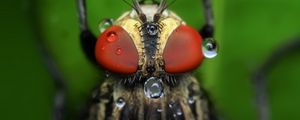 Preview wallpaper insect, eyes, close-up, drops