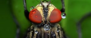 Preview wallpaper insect, eyes, close-up, drops