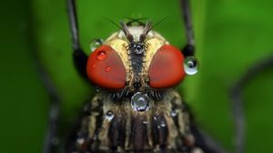 Preview wallpaper insect, eyes, close-up, drops