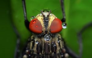 Preview wallpaper insect, eyes, close-up, drops